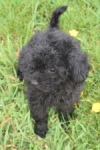 Caniche (teef) 36989