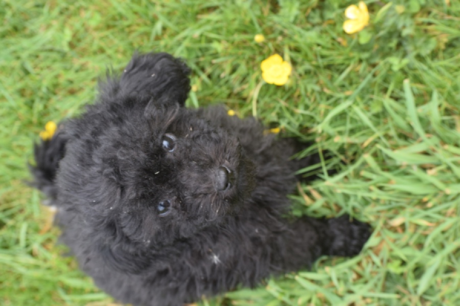 Caniche (teef) 36989