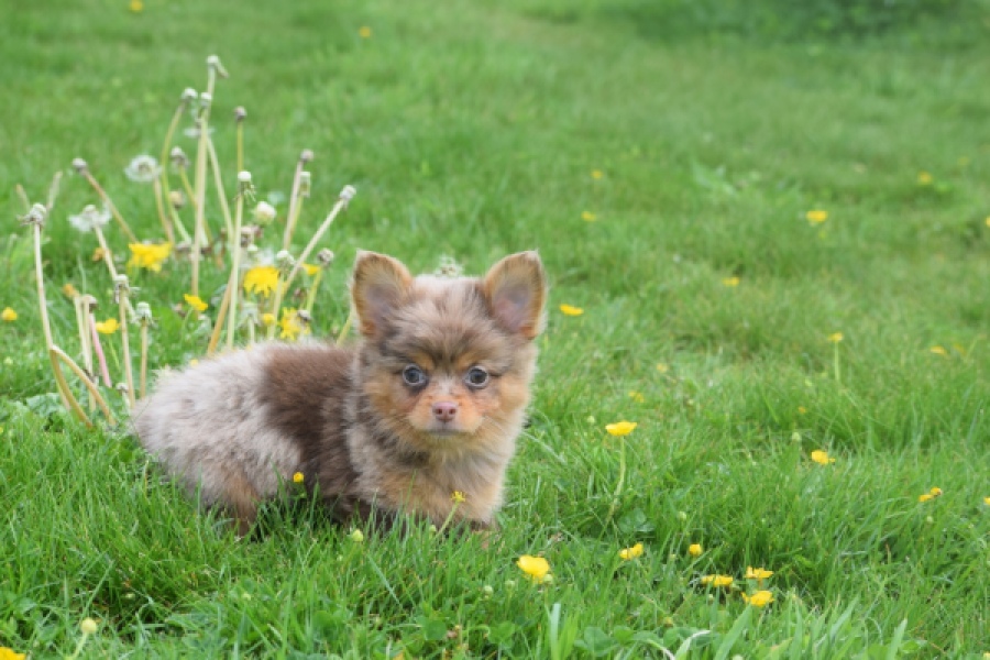 Chihuahua mix (reu) 63215