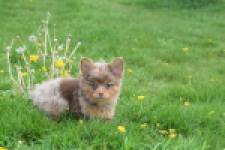 Chihuahua mix (reu) 63215