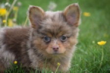 Chihuahua mix (reu) 63215