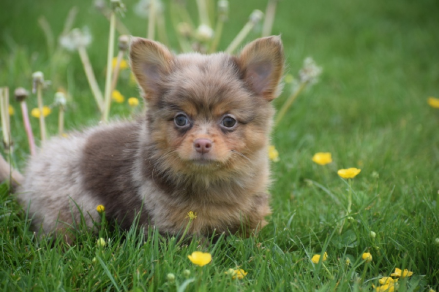 Chihuahua mix (reu) 63215