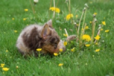 Chihuahua mix (reu) 63215