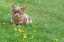 Chihuahua mix (reu) 63215