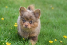 Chihuahua mix (reu) 63215