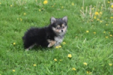 Chihuahua mix (reu) 63097
