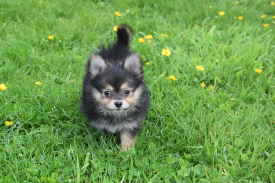 Chihuahua mix (reu) 63097