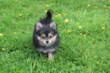 Chihuahua mix (reu) 63097