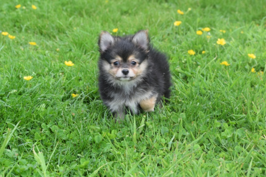 Chihuahua mix (reu) 63097