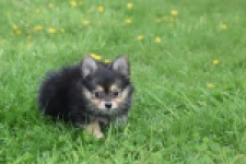 Chihuahua mix (reu) 63097
