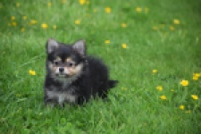 Chihuahua mix (reu) 63097