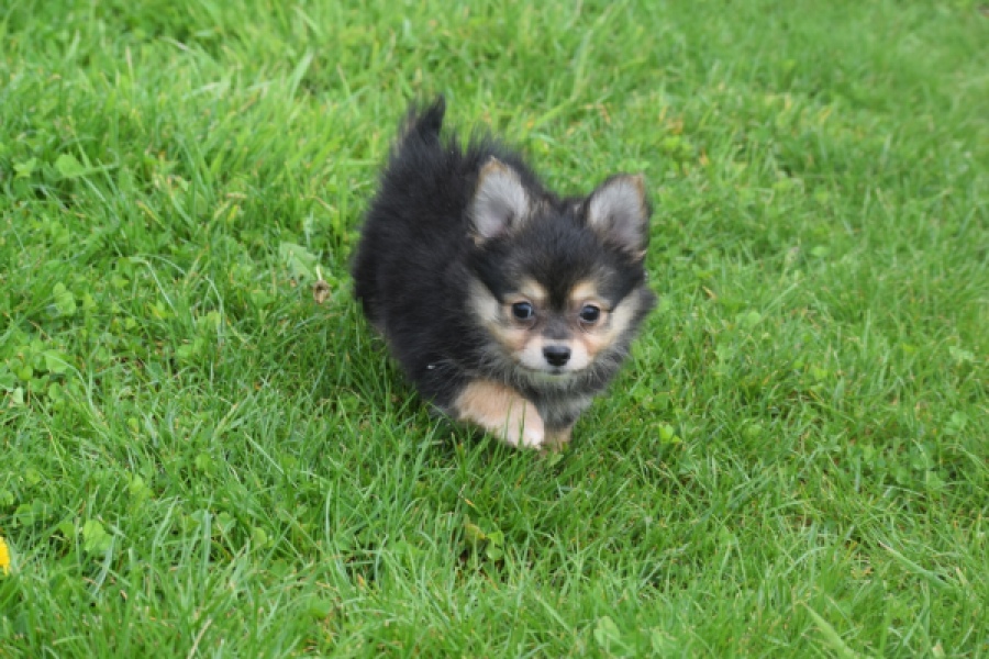Chihuahua mix (reu) 63097
