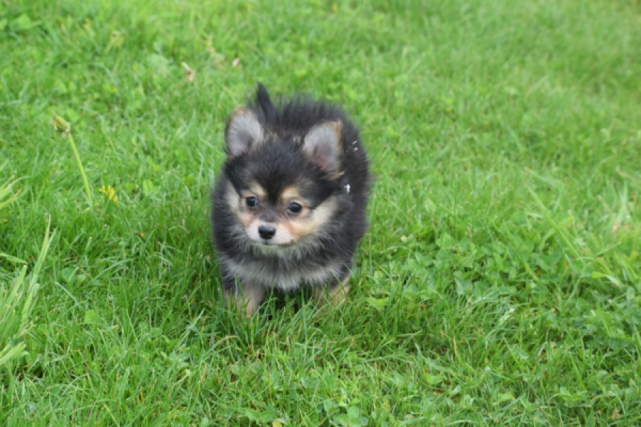 Chihuahua mix (reu) 63097