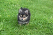 Chihuahua mix (reu) 63097