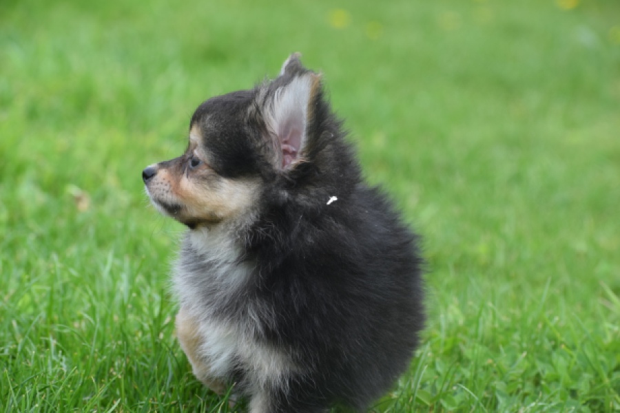 Chihuahua mix (reu) 63097