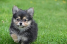 Chihuahua mix (reu) 63097