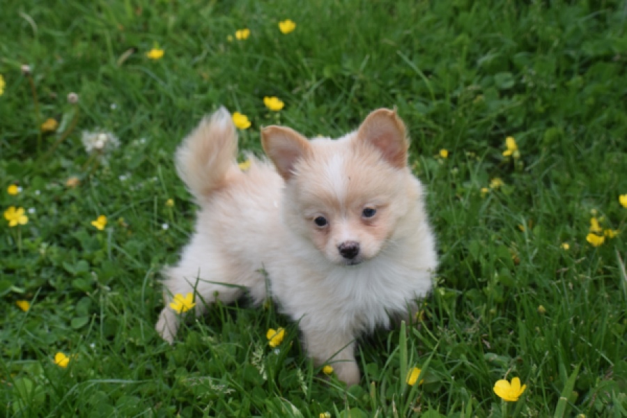 Chihuahua mix (teef) 62966