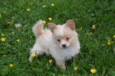 Chihuahua mix (teef) 62966