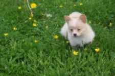 Chihuahua mix (teef) 62966