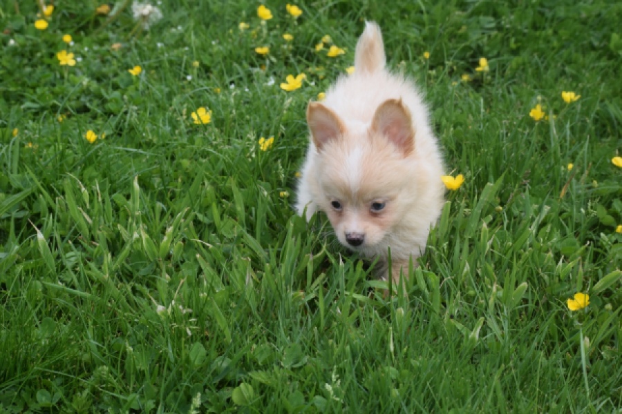 Chihuahua mix (teef) 62966
