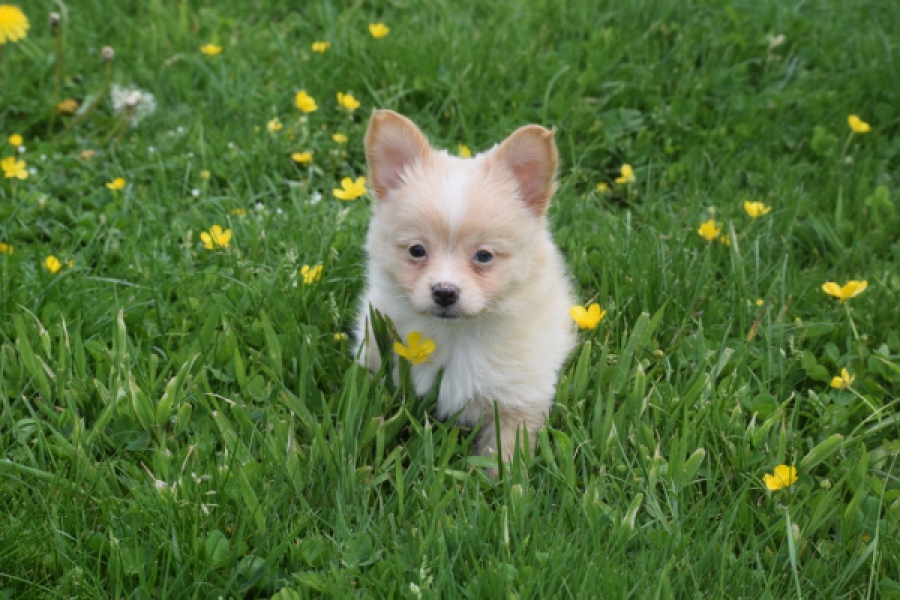 Chihuahua mix (teef) 62966