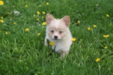 Chihuahua mix (teef) 62966