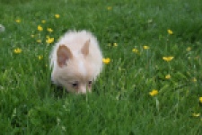 Chihuahua mix (teef) 62966