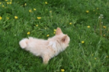 Chihuahua mix (teef) 62966