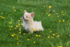 Chihuahua mix (teef) 62966