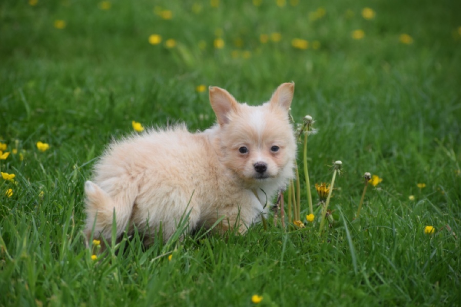 Chihuahua mix (teef) 62966