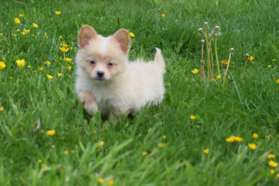 Chihuahua mix (teef) 62966