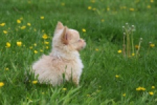 Chihuahua mix (teef) 62966