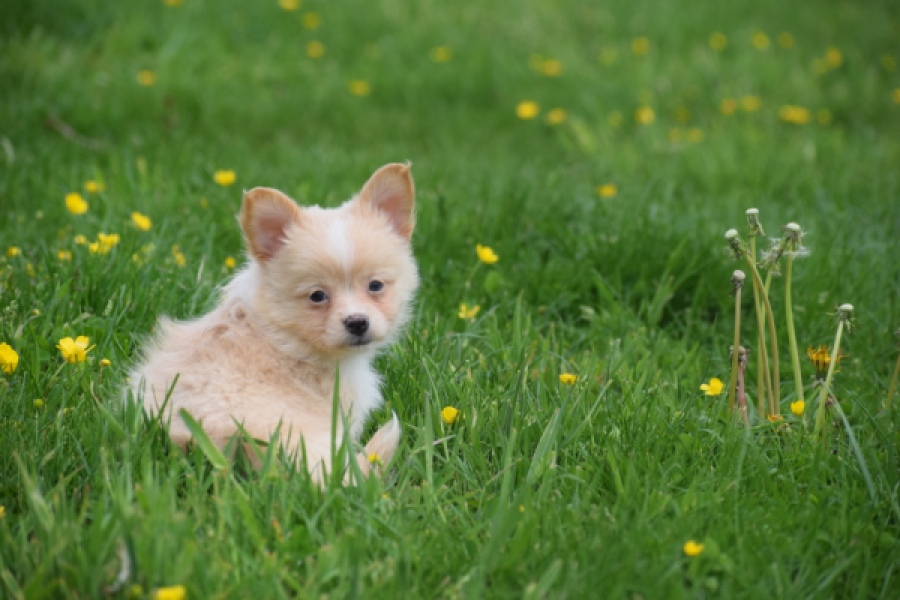 Chihuahua mix (teef) 62966