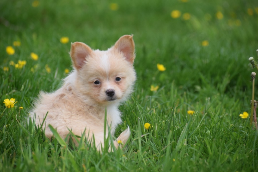 Chihuahua mix (teef) 62966