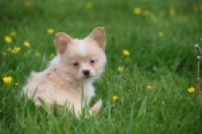 Chihuahua mix (teef) 62966