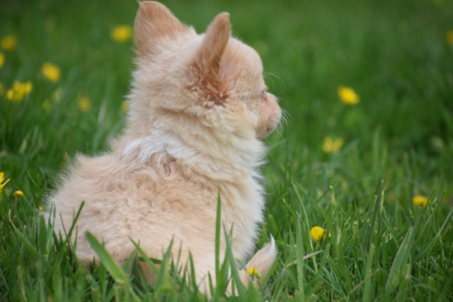 Chihuahua mix (teef) 62966