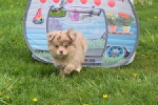 Chihuahua mix (reu) 63213