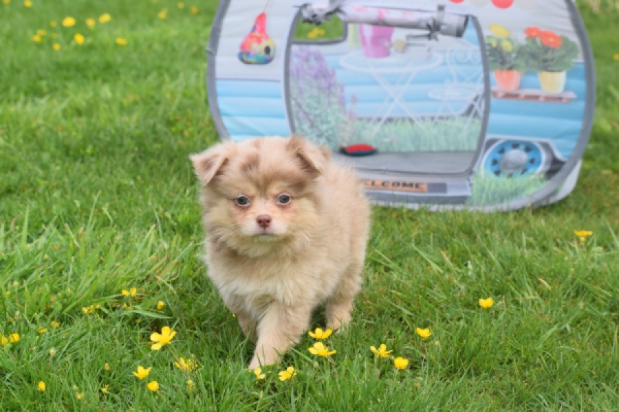 Chihuahua mix (reu) 63213