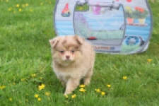 Chihuahua mix (reu) 63213
