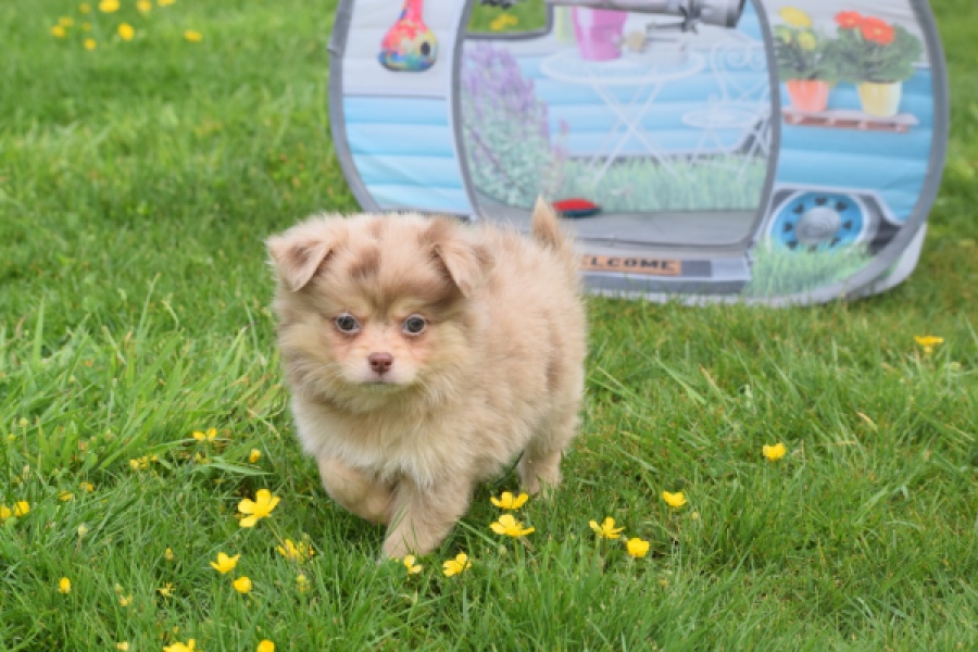 Chihuahua mix (reu) 63213
