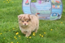 Chihuahua mix (reu) 63213