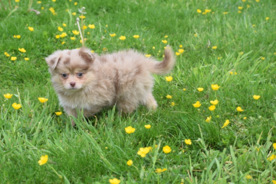 Chihuahua mix (reu) 63213