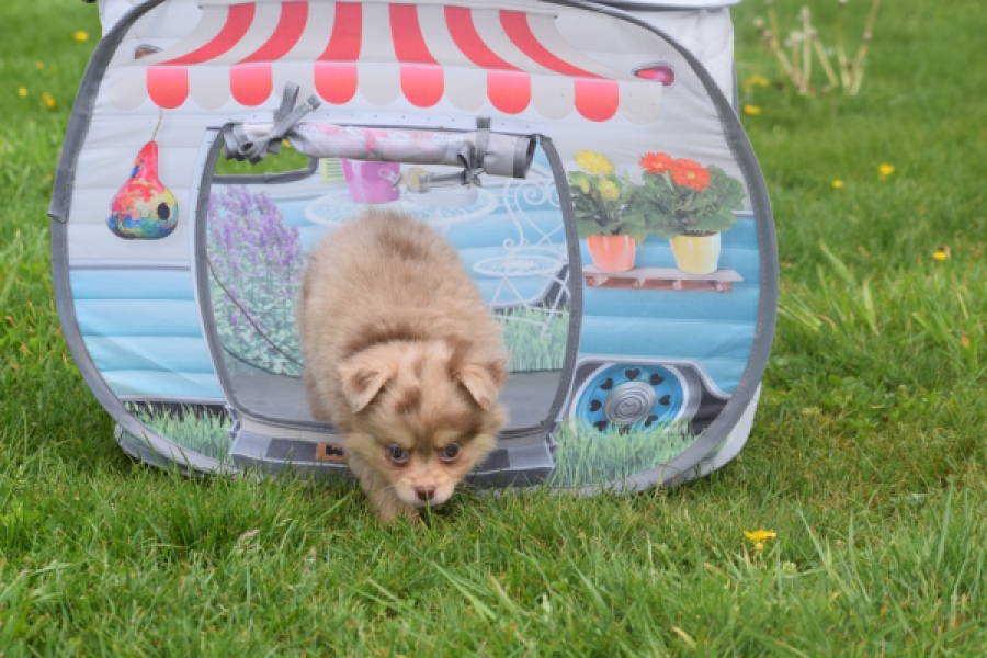 Chihuahua mix (reu) 63213