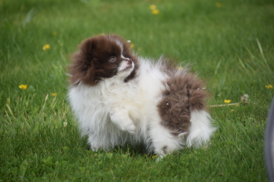 Keeshond (teef) 07467
