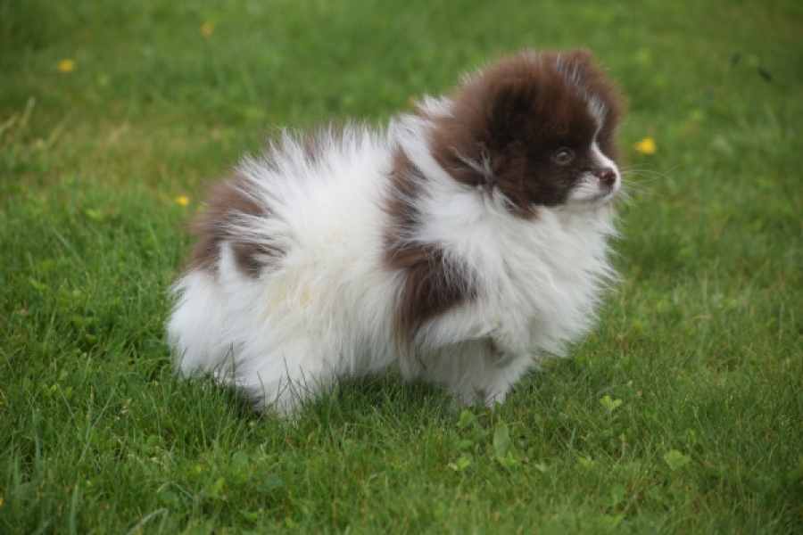 Keeshond (teef) 07467