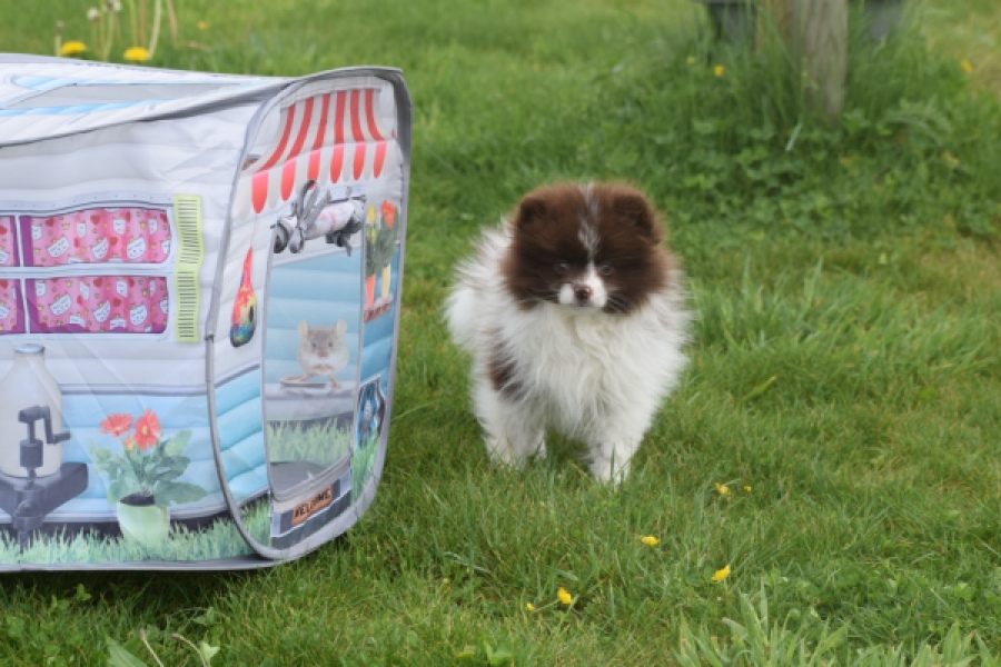 Keeshond (teef) 07467