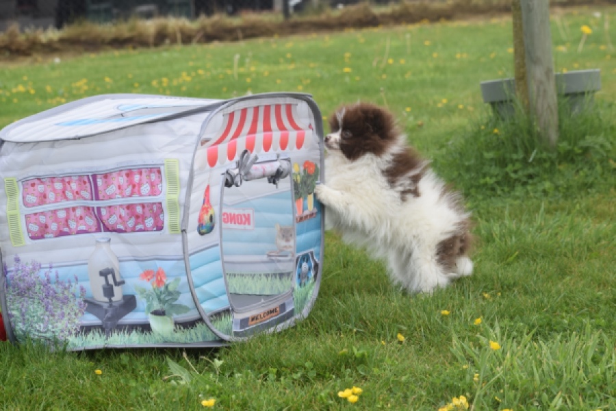 Keeshond (teef) 07467