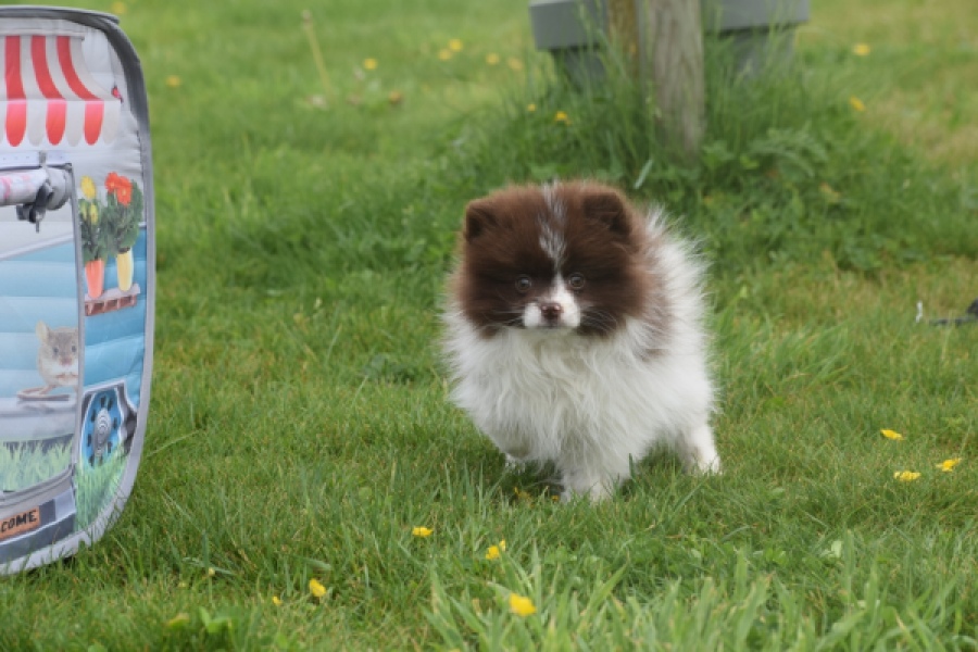 Keeshond (teef) 07467