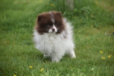 Keeshond (teef) 07467