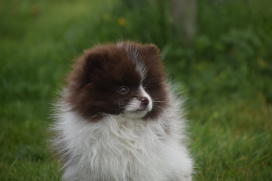 Keeshond (teef) 07467